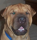 Baxter was adopted by a loving family in the Jacksonville, FL area. He has several human siblings.