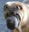 It had been a tough year for Duffy, losing his owner. He also  was thought to be blind but after consultation with the specialist we found out he can see. He just has some peripheral restrictions. A wonderful family stepped up and he now is safe and secure in Valrico and comforting his new family who just had to put down their older female pei. Good luck, little buddy, and take care of your new family.