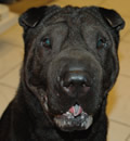 Jet was adopted to a nice young couple in Gainesville, FL and they are happy to have him since he is a real Sweetheart!