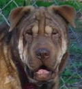 Mu-Shu has found her forever home with a great family in Dothan, AL.