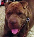 Zeus adopted in  to a great home in Jacksonville, FL. He has a great family, and is very happy. Congratulations Zeus.