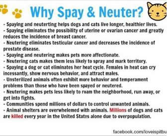 Why Spay & Neuter?