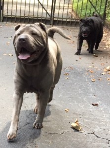 Dixie and Dexter 6