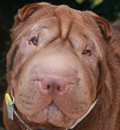 Chumley has been adopted... he is now living in Safety Harbor, Fl with another of our rescues that was adopted earlier this year!! Another Florida Sharpei Rescue success story.