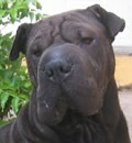 Mocha found the home she has been looking for.  She is adored!  Mocha has a wonderful mom and sharpei brother at home.